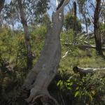 yrtleford - Avventura con il 4x4 sul mt. buffalo national park.